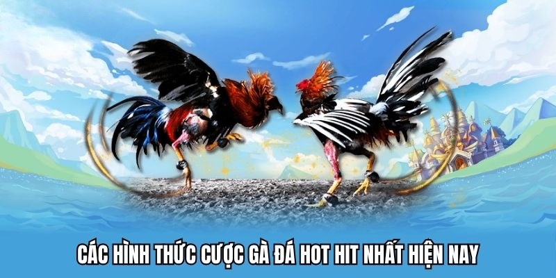 Đá Gà AZ888 – Đấu Trường Trực Tiếp Chọi Kê Sống Động 2025